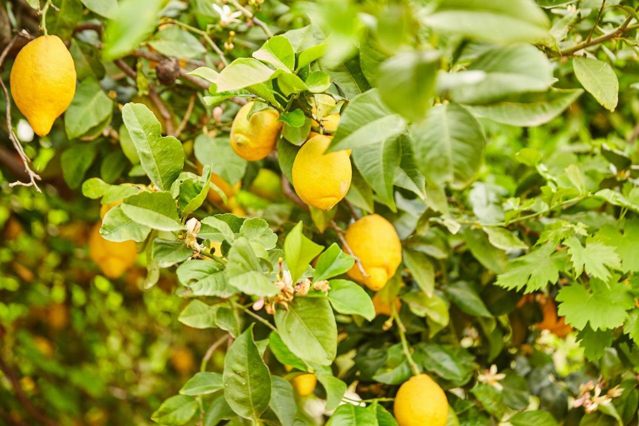 شقة ألورا  في Finca Fenix المظهر الخارجي الصورة